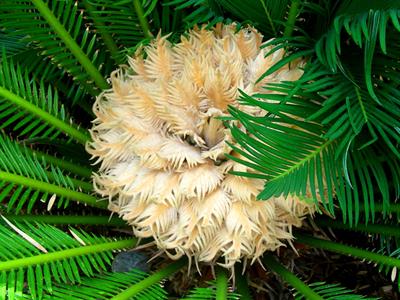 سیکاس, sago palm، بومی جنوب ژاپن
